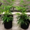 6_1.jpg U120C 120W Under-Canopy LED Grow Light