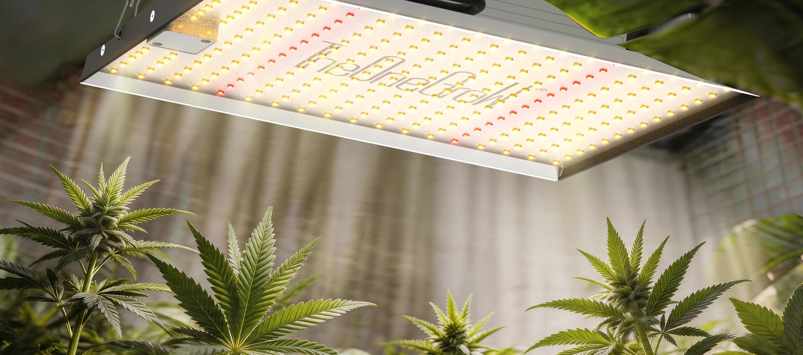 SilvaBask indoor growing setup