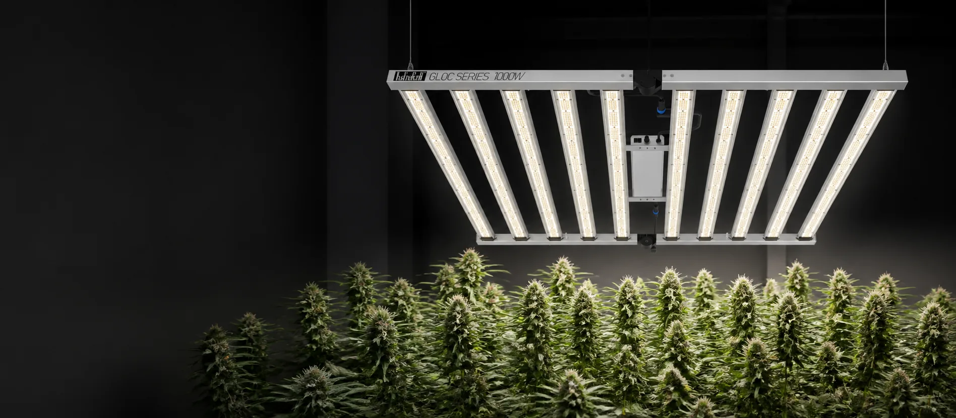 1000w grow light above a commercial flowering cannabis canopy