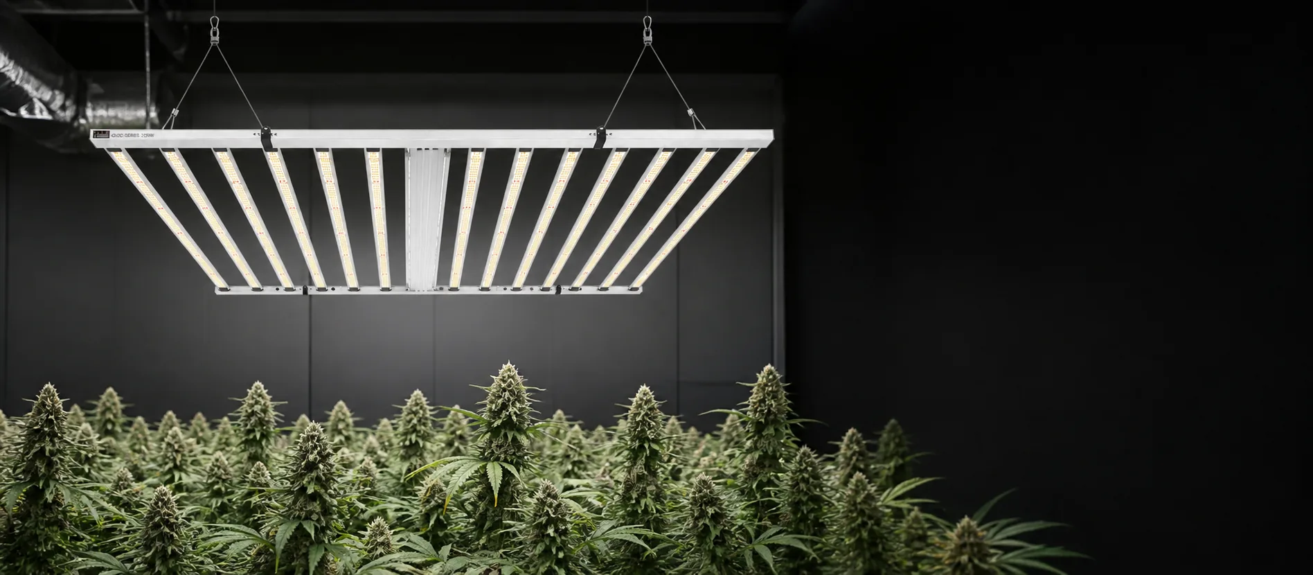 1200w grow light above a commercial flowering cannabis canopy