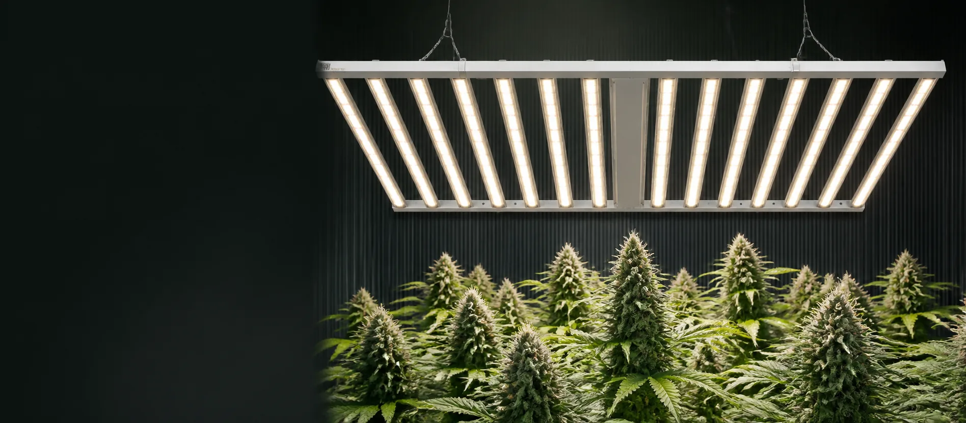 1600w grow light above a commercial flowering cannabis canopy