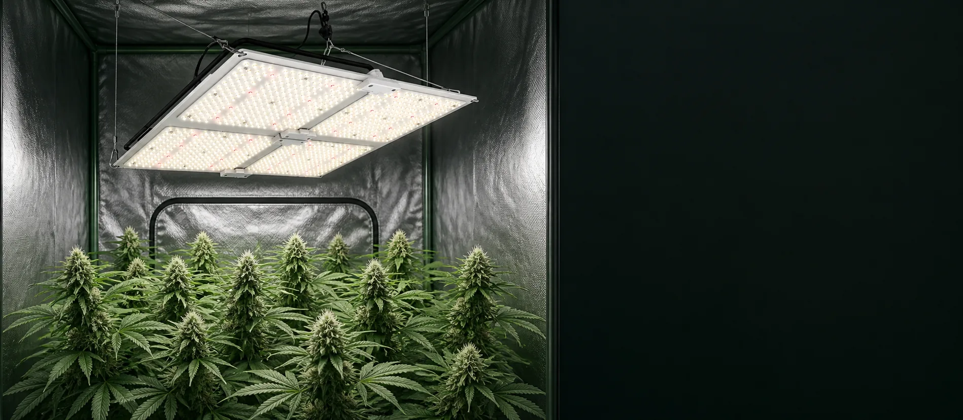 400w grow light above a flowering cannabis canopy