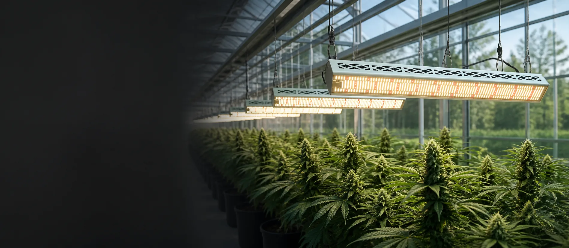600w grow light supplementing cannabis plants in a greenhouse