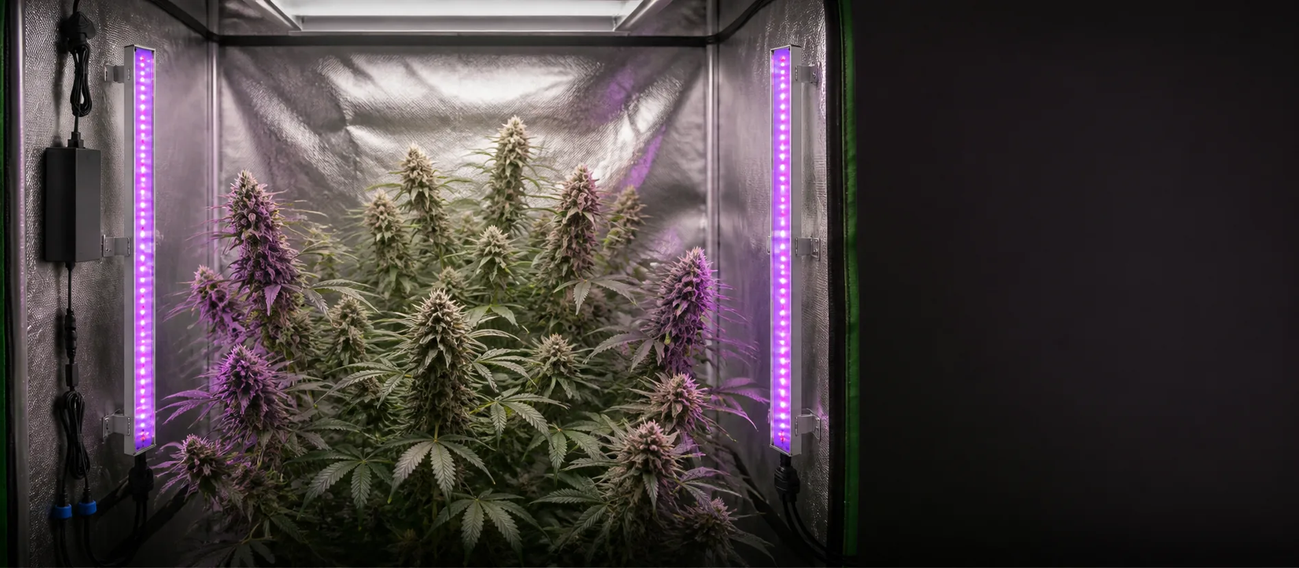 60w UV IR supplemental grow light beside flowering cannabis plants