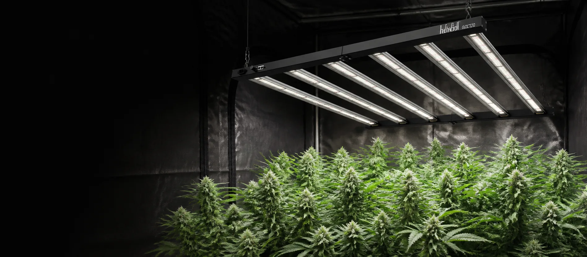 720w led grow light above a flowering cannabis canopy