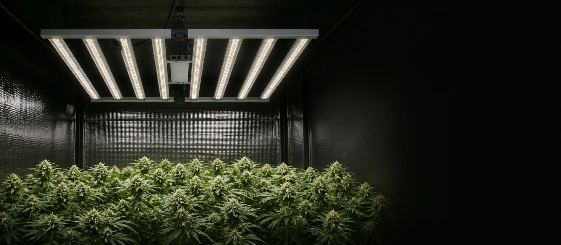 800w led grow light above a flowering cannabis canopy