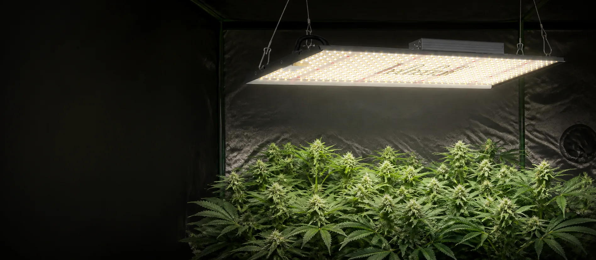 full spectrum led grow light above a flowering cannabis canopy