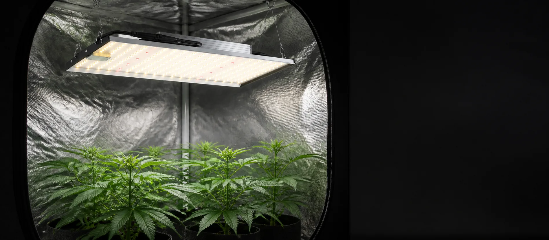quantum board grow light above young cannabis plants
