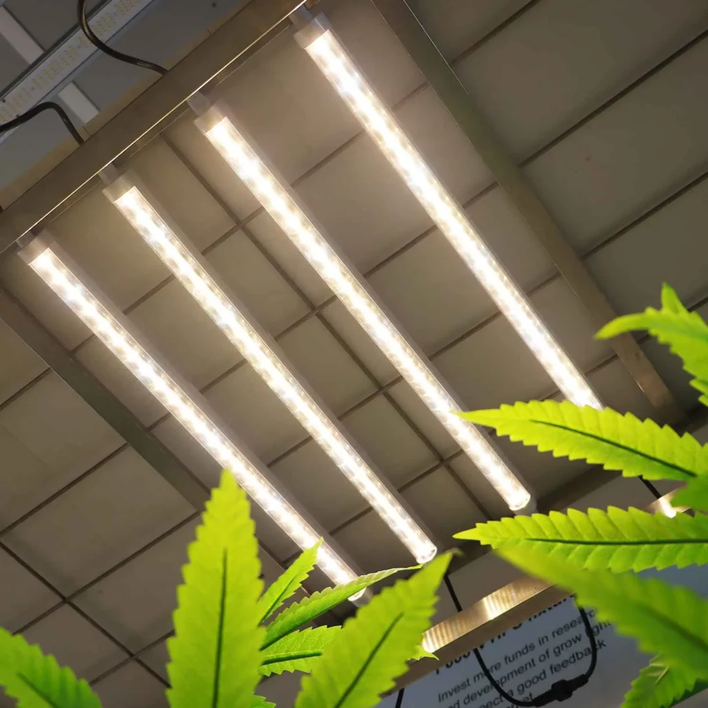 T8 grow lights mounted above indoor cannabis plants