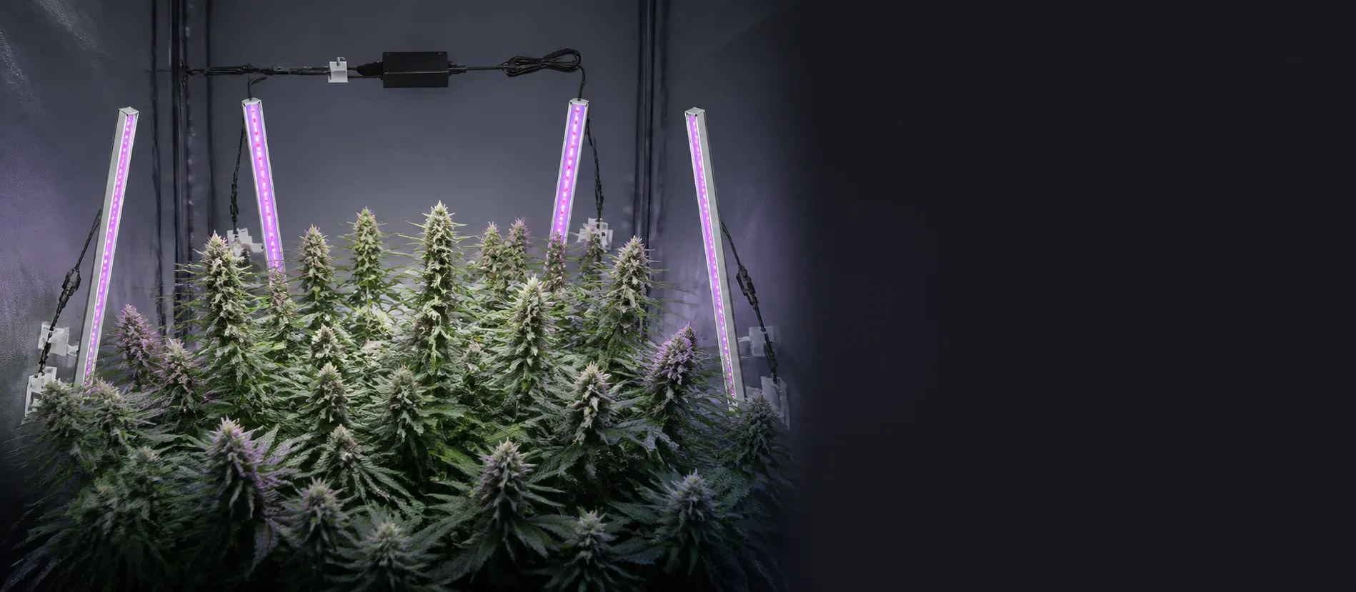 UV grow lights for plants surrounding flowering cannabis
