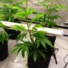U120C 120W Under-Canopy LED Grow Light product view 03