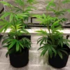 U120C 120W Under-Canopy LED Grow Light product view 05
