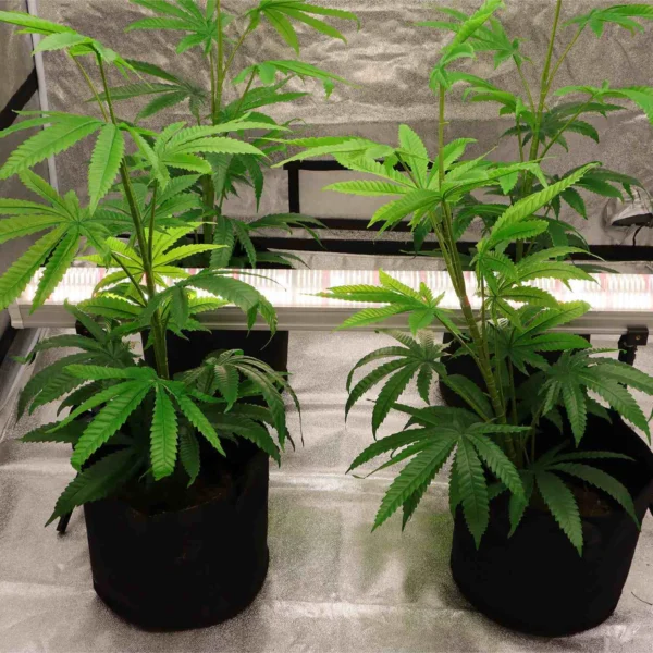 U120C 120W Under-Canopy LED Grow Light product view 05