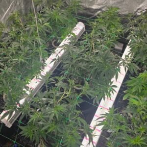 U120C 120W Under-Canopy LED Grow Light