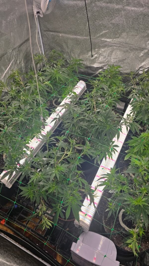 U120C 120W Under-Canopy LED Grow Light