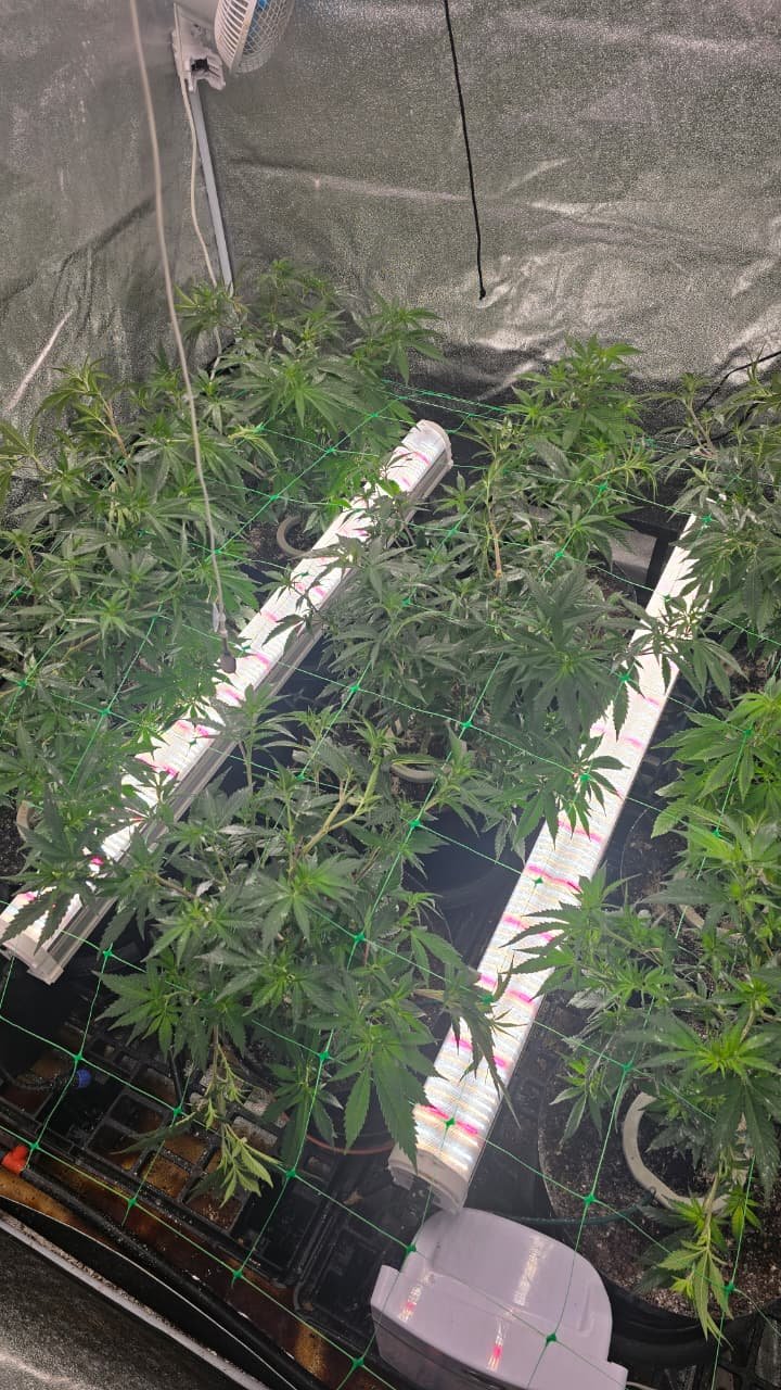 Under-canopy lights installed among plants in a customer grow tent